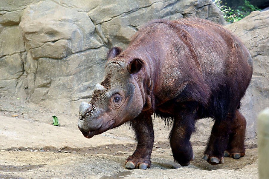 Why Cincinnati zoo is sending rare Sumatran rhino to Indonesia